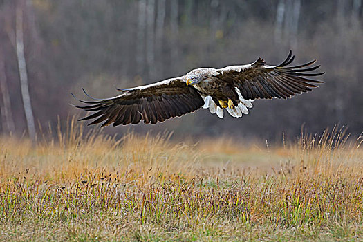 白尾鹰,成年,接近,捕食,波兰,欧洲