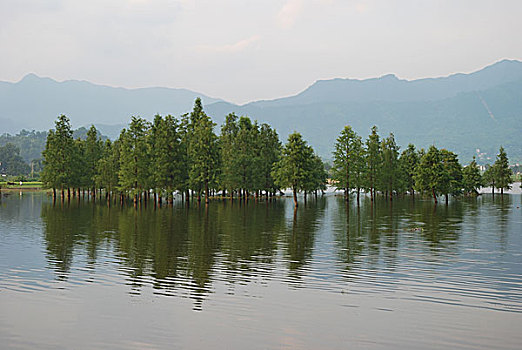 黟县奇墅湖长在水中的树