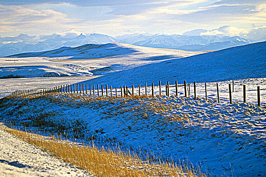 冬天,牛仔,小路,艾伯塔省,加拿大