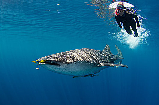 鲸鲨,游客,湾,西巴布亚,印度尼西亚