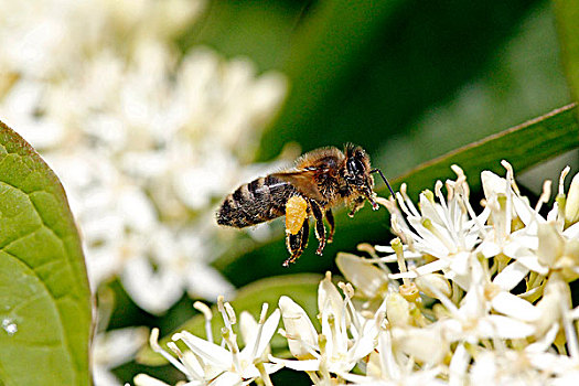 蜜蜂,意大利蜂,飞,花,花粉,篮子,诺曼底