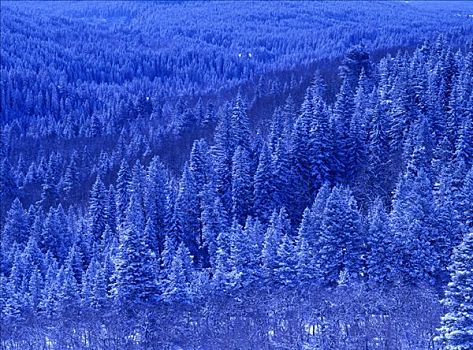 清新,下雪,靠近,瓦特顿湖国家公园,艾伯塔省,加拿大