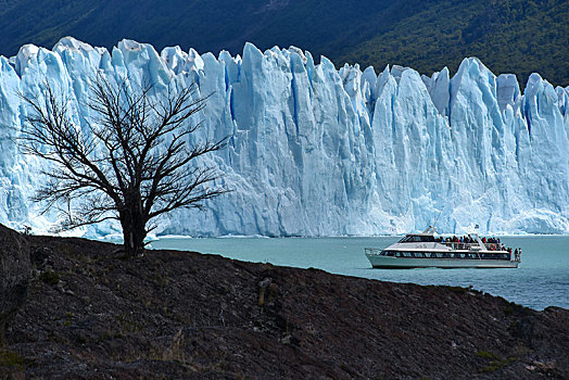 树,旅游,船,正面,冰河,阿根廷湖,洛斯格拉希亚雷斯国家公园,巴塔哥尼亚,阿根廷,南美