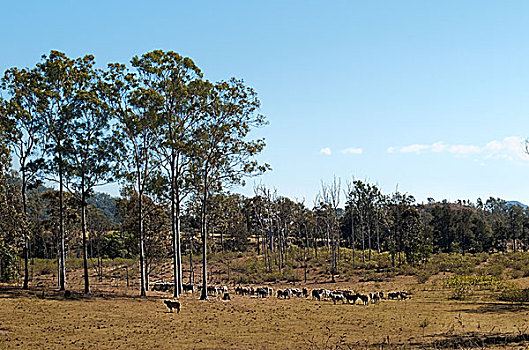 澳大利亚,乡野,畜群,橡胶树