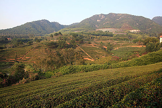 广东梅县雁南飞茶场