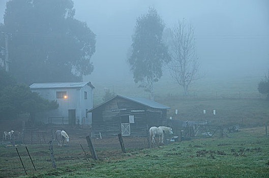 农舍,雾,维多利亚,澳大利亚
