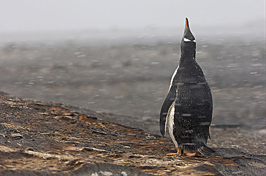巴布亚企鹅,企鹅,成年,暴风雪,福克兰群岛,南大西洋