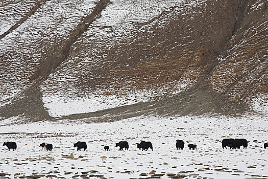 雪域高原上的牦牛