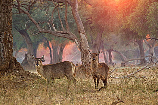两个,女性,水羚,国家公园,津巴布韦