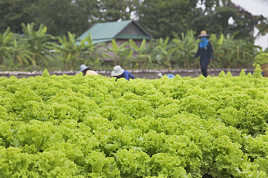 莴苣,农场,泰国