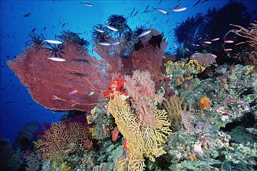 礁石,景色,海洋,脚,深,所罗门群岛