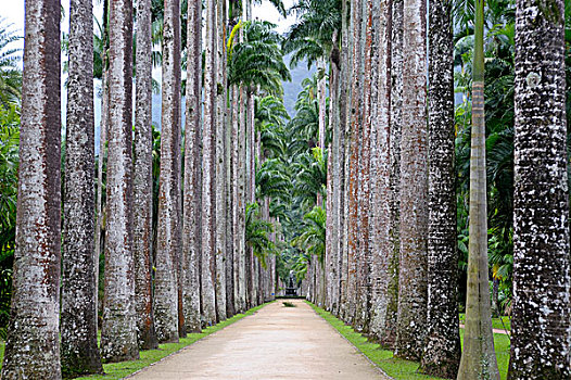 巴西,里约热内卢,植物园,皇家,棕榈树