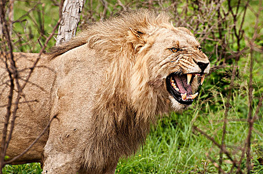 雄性,狮子,禁猎区,西北省,南非