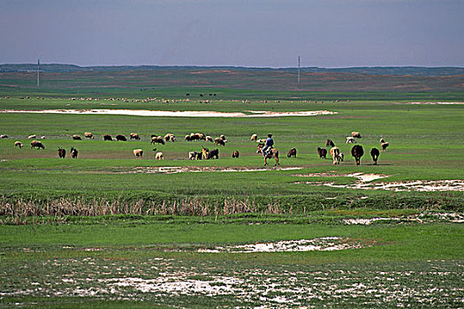 哈萨克斯坦,靠近,草原,草地,绵羊