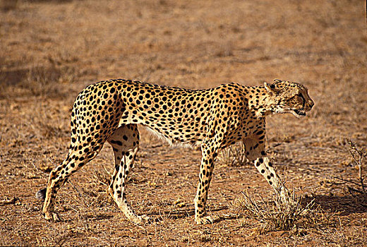 印度豹,猎豹,成年,马赛马拉,公园,肯尼亚