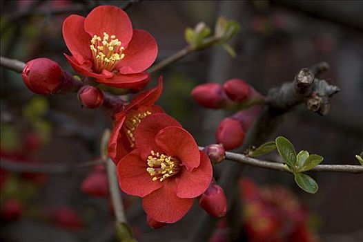 灌木,红花,花,榅桲树,木瓜属