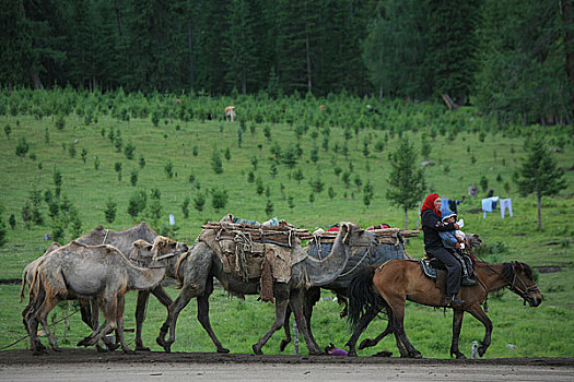 喀纳斯用骆驼迁徙放牧的哈萨克人