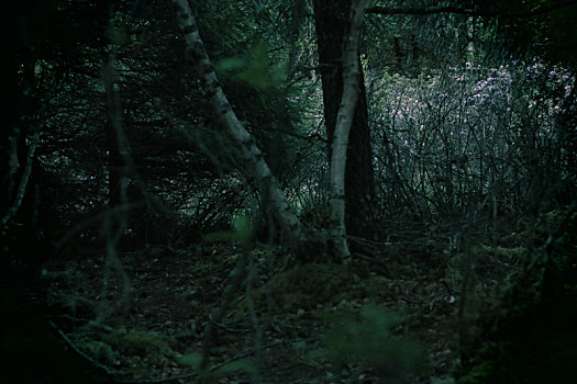 森林,深处