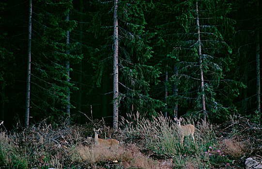 白尾鹿,树林,芬兰
