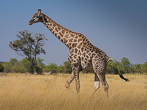 南非,长颈鹿,大草原,莫瑞米,国家公园,奥卡万戈三角洲,博茨瓦纳,非洲