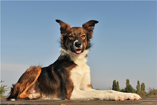 博德牧羊犬