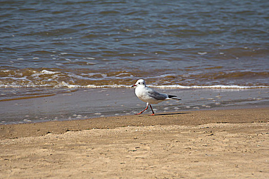 海鸥站在海滩上