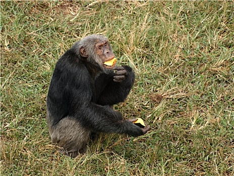 黑猩猩,吃,草,地面