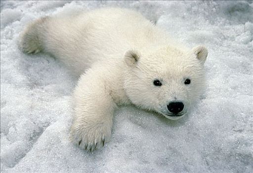 北极熊,幼兽,玩,雪中,阿拉斯加,动物园