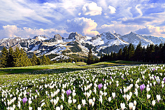 花,藏红花,草地,乌云,高处,伯尔尼阿尔卑斯山,伯恩,瑞士,欧洲