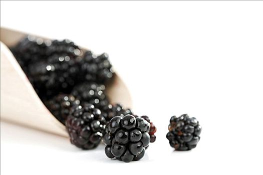 黑莓,悬钩子属植物,锹
