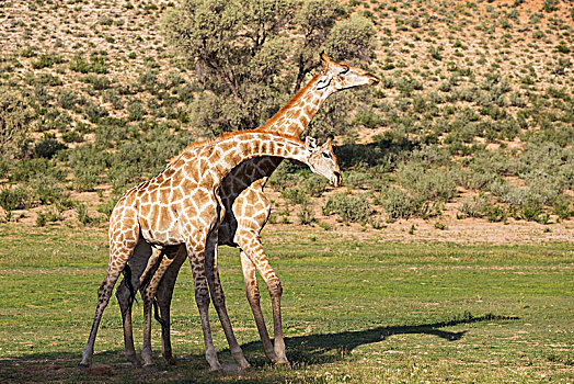 两个,南方,长颈鹿,争斗,雄性,下雨,季节,绿色,环境,卡拉哈里沙漠,卡拉哈迪大羚羊国家公园,南非,非洲