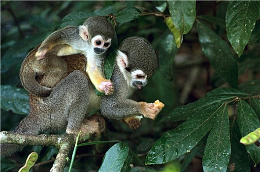 松鼠猴,亚马逊雨林