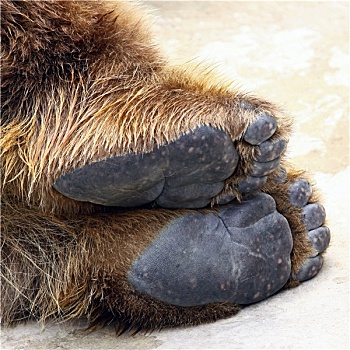 熊,脚