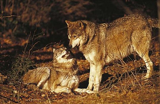 狼,哺乳动物,巴伐利亚森林国家公园,德国,欧洲,动物