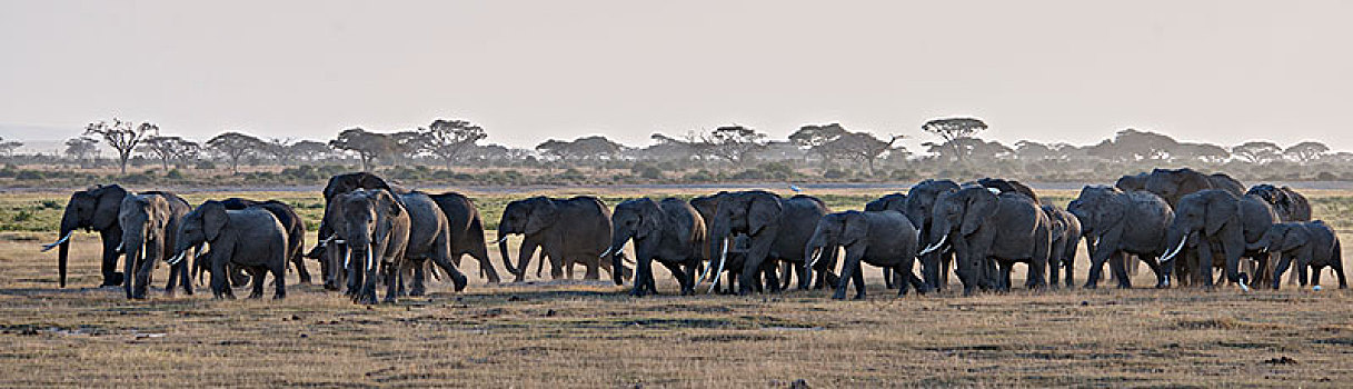 非洲大象029