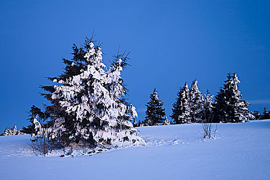 积雪,树,蓝色,钟点,山,矿,萨克森,德国,欧洲