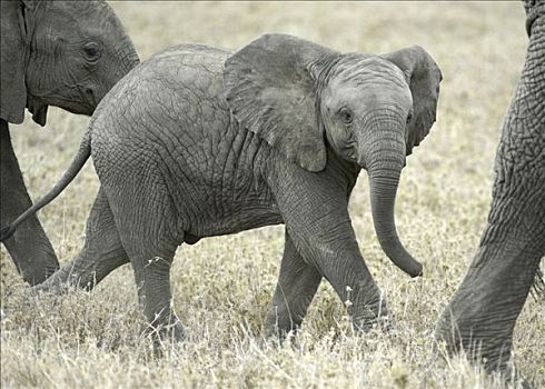 非洲,灌木,大象,非洲象,幼仔,走,母牛,塞伦盖蒂,坦桑尼亚