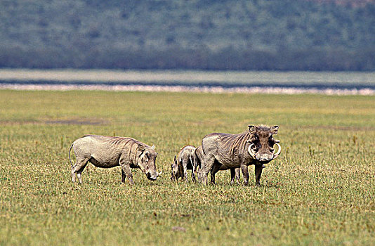 疣猪,成年,纳库鲁湖,肯尼亚