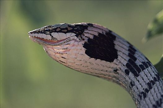 细枝,蛇,膨胀,喉咙,南非