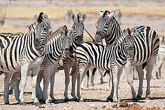 牧群,斑马,站立,干燥,地面,埃托沙国家公园,纳米比亚,非洲