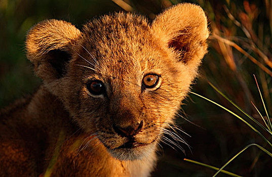 狮子,幼兽,头像,马赛马拉,肯尼亚,非洲