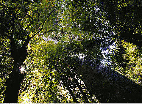 树,林冠层,新西兰