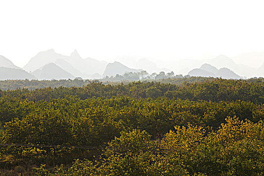 柿林,柿子树,柿子,红岩村,广西,桂林,恭城