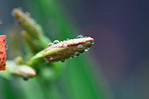 雨