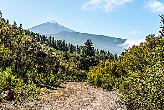 碎石路,徒步旅行,背影,火山,泰德峰,泰德国家公园,公园,特内里费岛,加纳利群岛,西班牙,欧洲