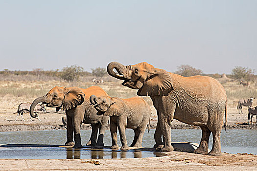 非洲象,水边,洞,埃托沙国家公园,纳米比亚,非洲