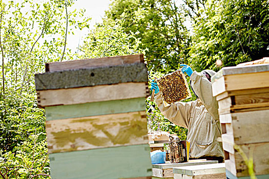 养蜂人,防护服,遮住脸,检查,蜂巢
