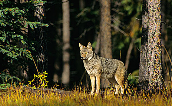 丛林狼,犬属,成年,艾伯塔省,加拿大