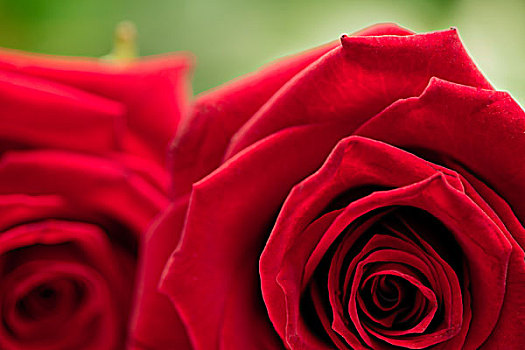 两个,漂亮,红玫瑰