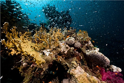 珊瑚礁,珊瑚鱼,红海